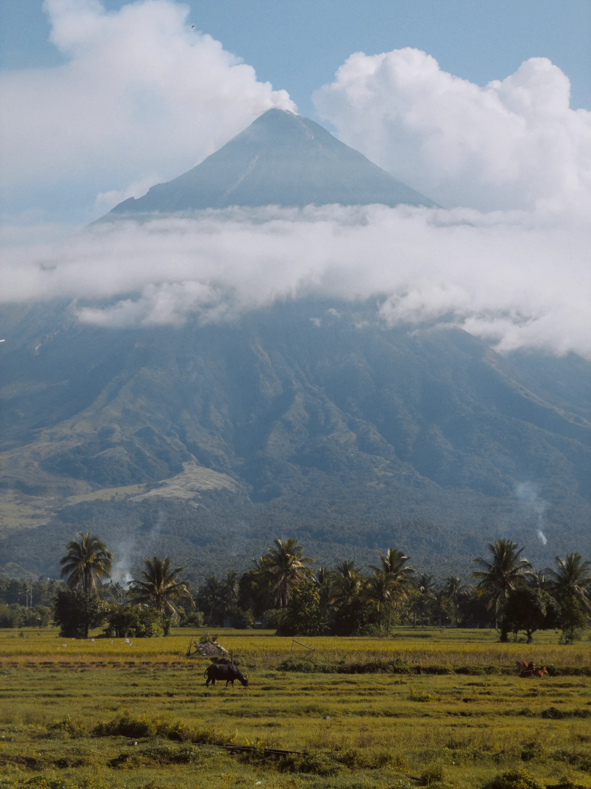 Clouds wrapped around Mayon Volcano above palm trees and green fields in Albay.
