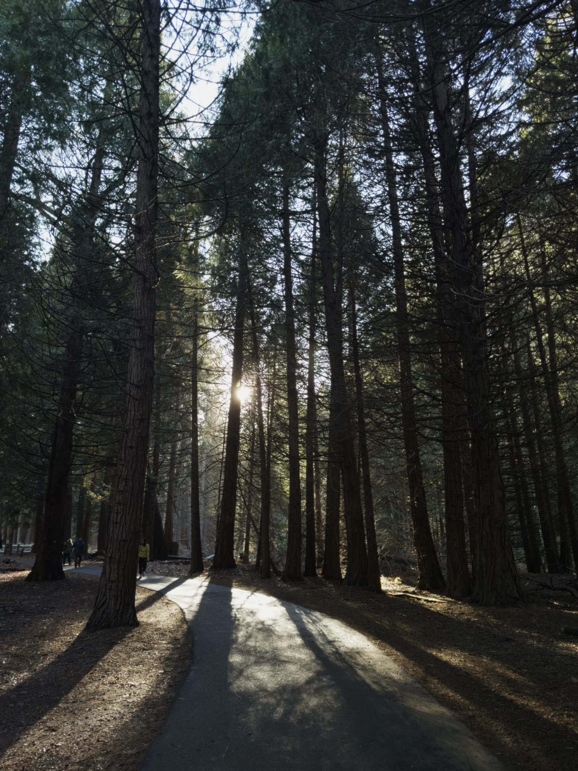 Sunlight cutting through tall pine trees in Yosemite Valley.