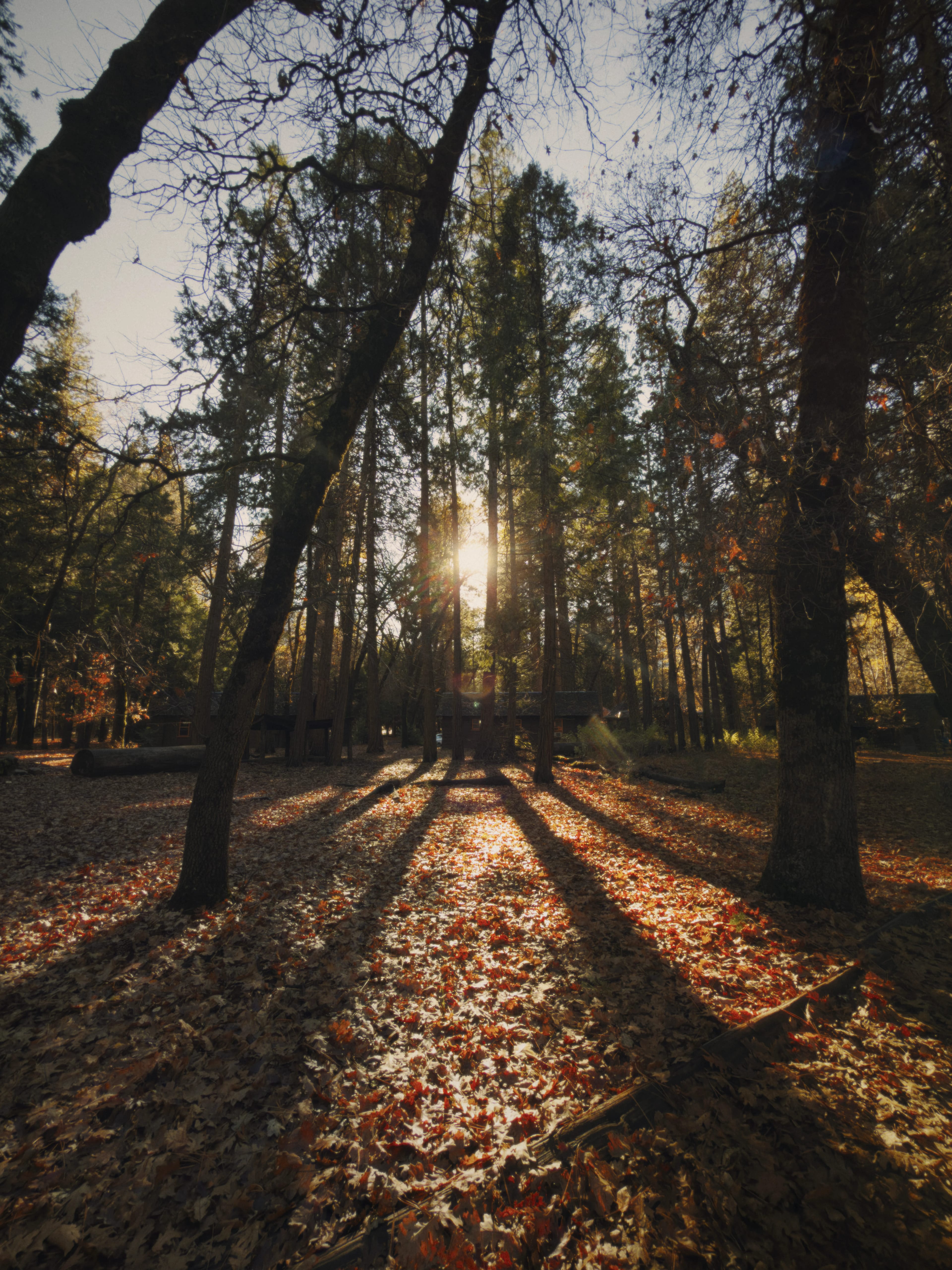 Low sun streaming through autumn trees in Yosemite Valley.